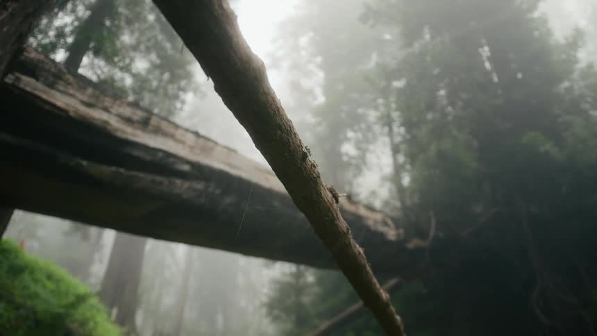 A fallen tree is in the forest