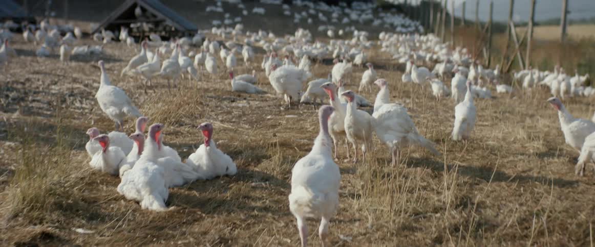 A white turkey walks toward a field and coop on a farm filled with more turkeys