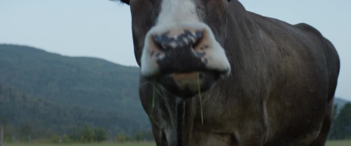 Cow near mountain drools while walking across pasture on foggy day