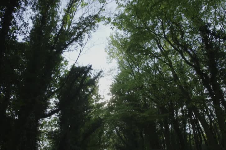 A country dirt road is lined with trees under a hazy sky