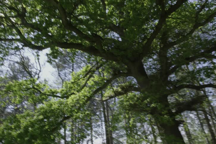 Large tree with wide canopy sits in woods surrounded by tall narrow trees