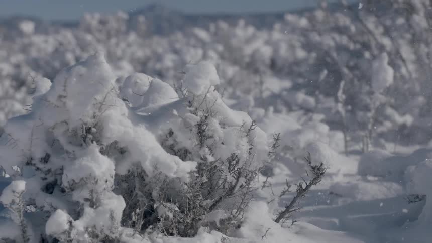 Snow covers shrubs in a field