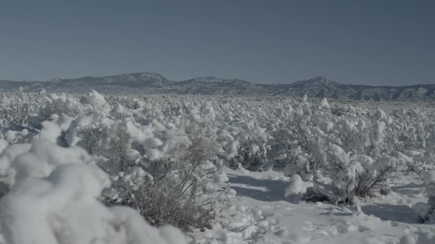 Miles of snow covered bushes