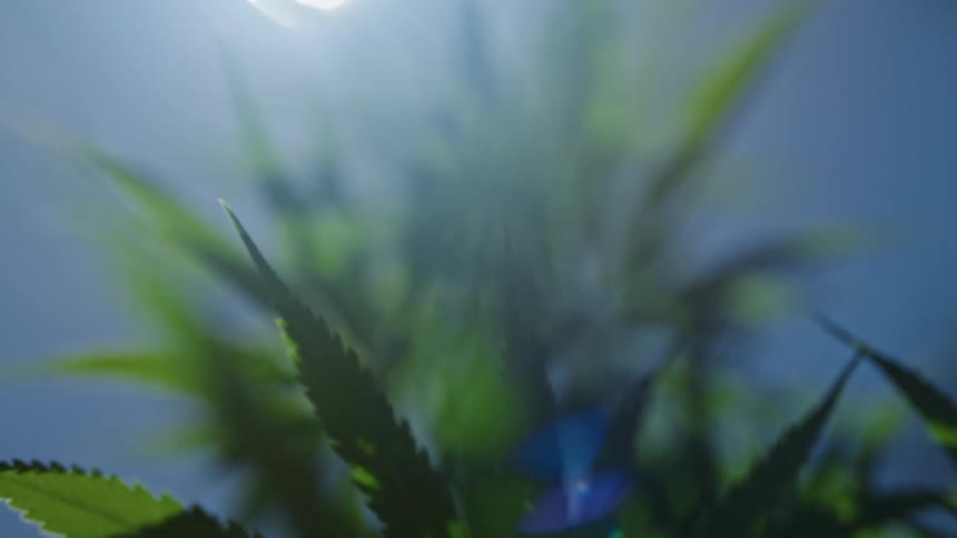 Sun shines down onto cannabis plants growing outdoors