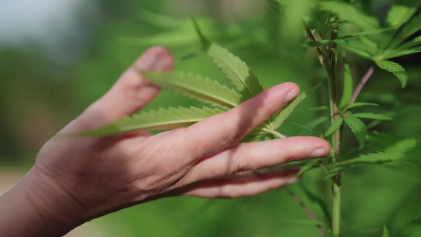 A farmer runs their hand along rows of plants