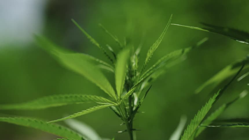 Close up of hemp leaves
