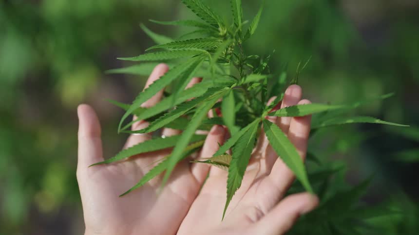 A closeup of a human hand holding a vibrant green plant the plant has large lush leaves with a slightly curved shape the persons arm is visible in the image with their skin tone slightly blurred in the background