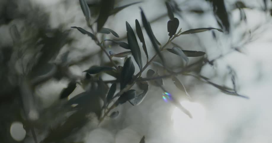 Sunlights shines onto thin tree leaves