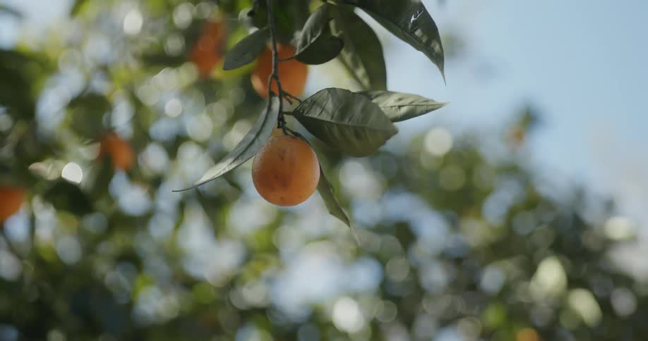 Two white plums hanging from a tree