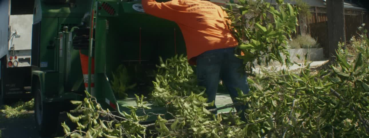 A man places cut down tree limbs in a wood chipper