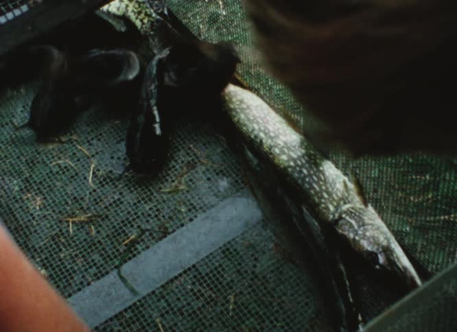 A person puts fish into a cage