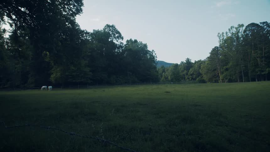 Three horses graze in a grassy plain