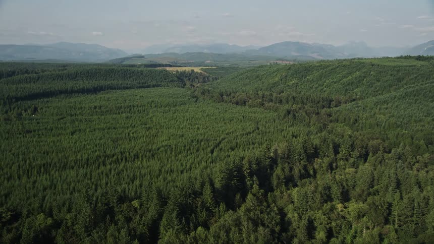 Approaching an evergreen forest the aerial footage tilts up from the dense tree coverage to reveal a clear cut area in King County Washington showcasing the environmental impact of the logging industry