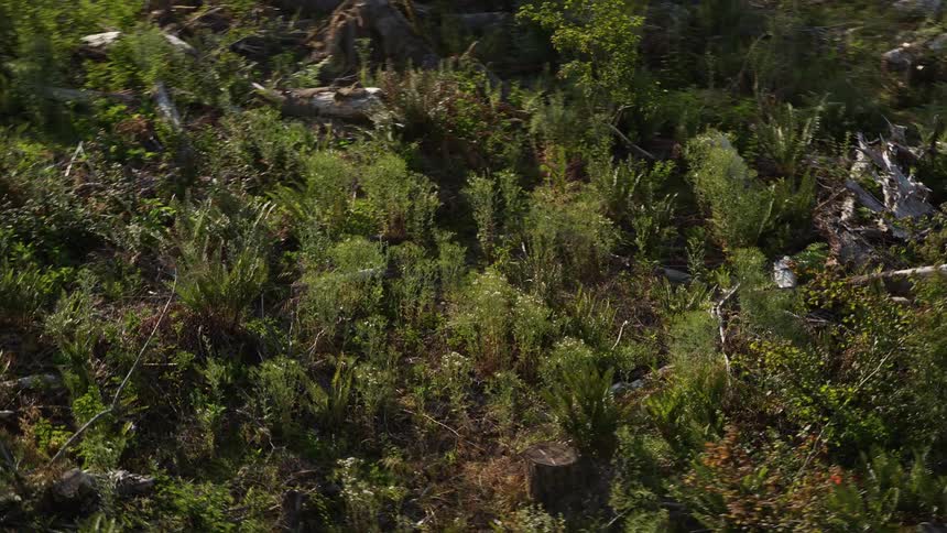 Aerial footage tracks a deer running past logs and through the brush in King County Washington during the daytime