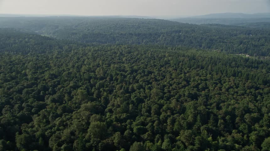Aerial flyby of a lush deciduous forest in Sammamish Washington with stunning views of the tree-covered landscape