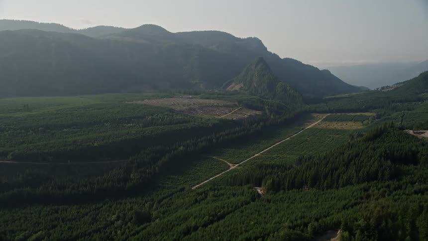 Aerial footage showcasing a flyby of a forest road amidst newer forest growth near the Cascade Range in King County Washington with tags including timberland mountains day natural haze logging transportation woodland nature and more