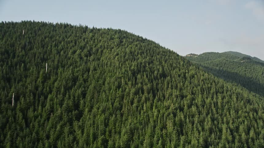 Aerial footage of evergreen trees covering a mountain ridge in the Cascade Range Washington with sunlight filtering through the woodland
