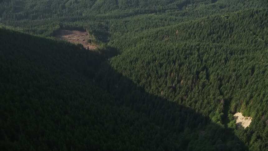 Aerial view of a river flowing through a forest in Washington's Cascade Range revealing a small logging area showcasing the timber industry's impact on the evergreen forest