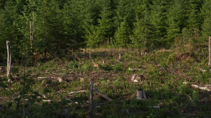 Deer running through brush towards forest in King County Washington
