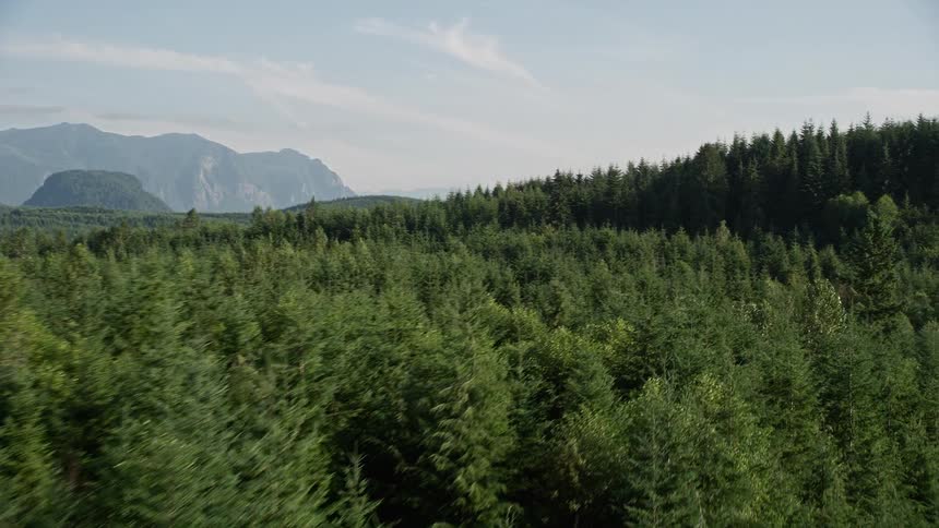 Aerial footage of a sunny day as the camera flies over and pans across an evergreen forest on a mountain ridge in the Cascade Range Washington showcasing the natural beauty of the timberland
