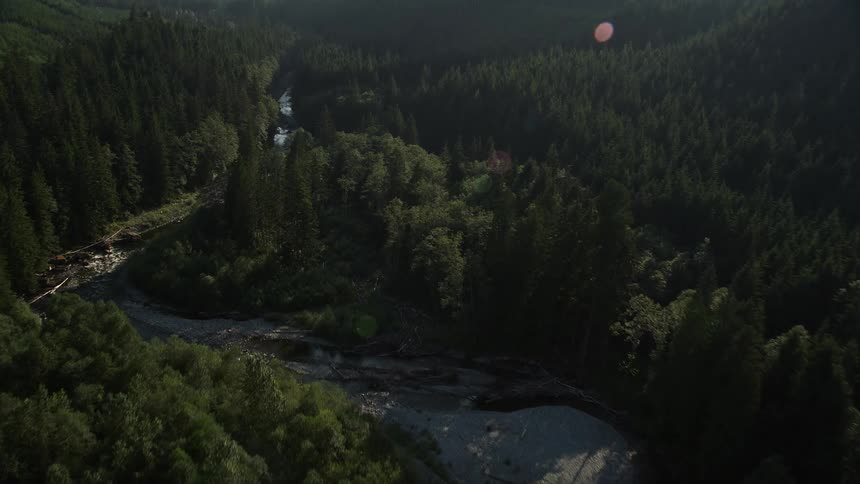 Flying above a scenic river cutting through a dense evergreen forest in King County Washington on a sunny day