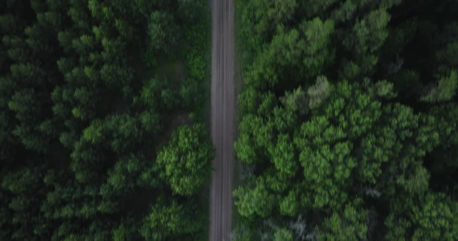 The train tracks are surrounded by trees