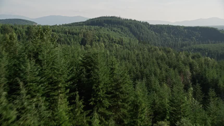 A stunning aerial view of a vast evergreen forest on a ridge in the Cascade Range Washington bathed in glorious sunshine