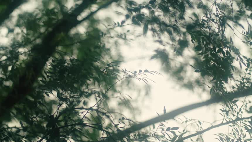 Leaves on a tree are moving from the wind