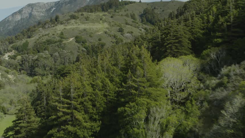 Density of conifer forest varies as mountains stretch to rocky mountain on horizon