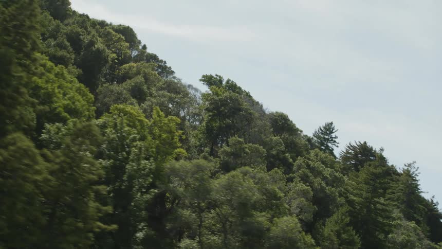 Forest covers slope under a cloudy sky