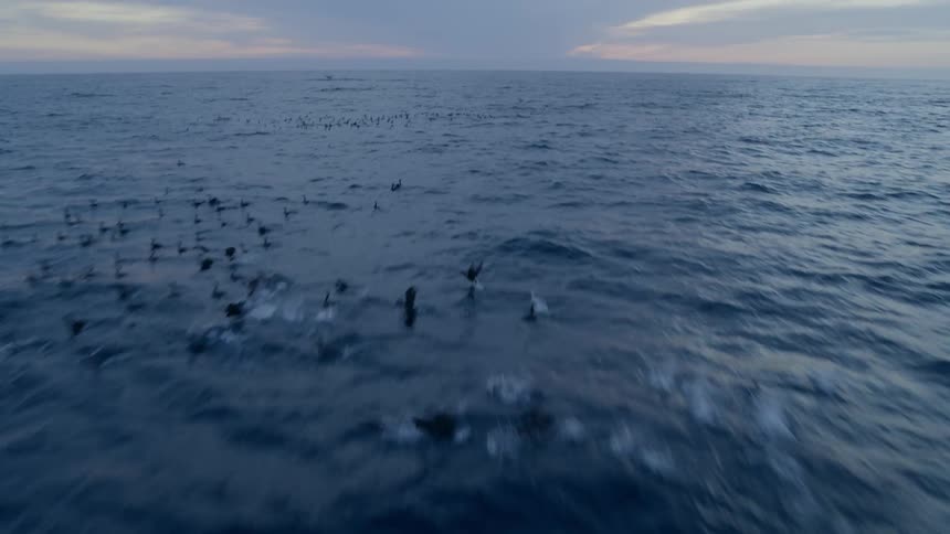 Flock of seabirds launch into air from water stretching to red horizon