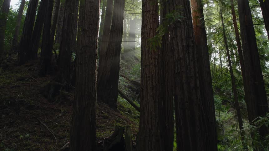 Sun glares while shining through forest on slope