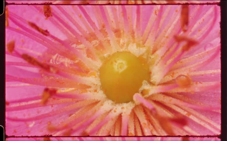 The view is of a portrait of a flower