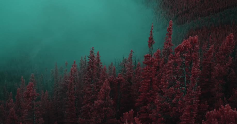 Fog obscures red tinted conifer forest covering mountainside