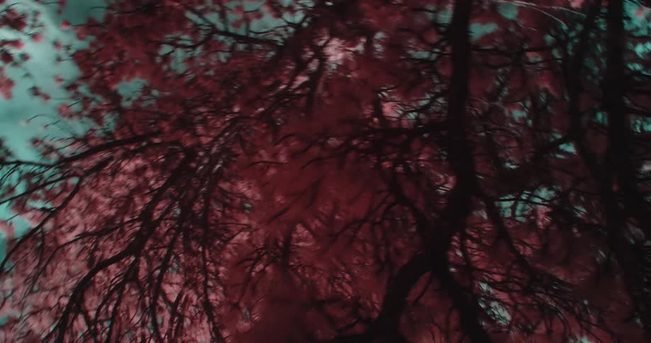 Colored filter tints foliage red to contrast with greenish blue sky