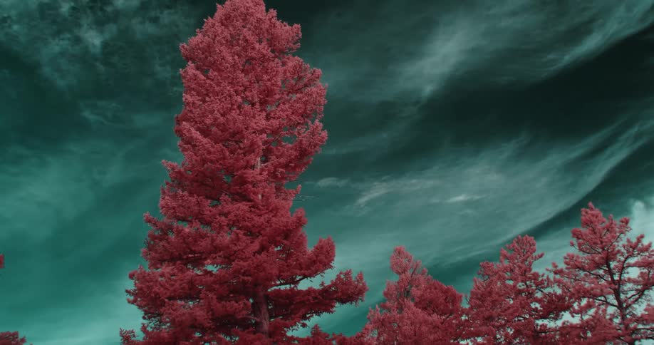 Pink trees sit against turquoise sky