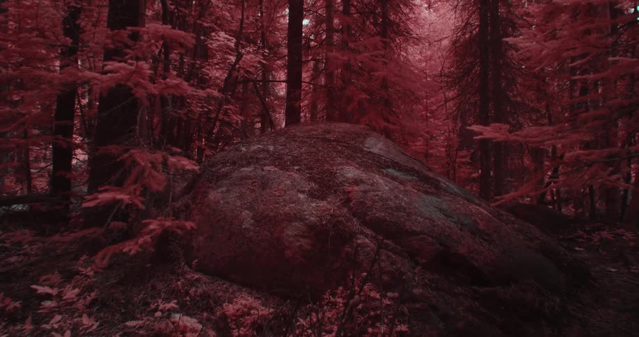 A forest is shown with every single thing being pink such as trees grass hills and leaves