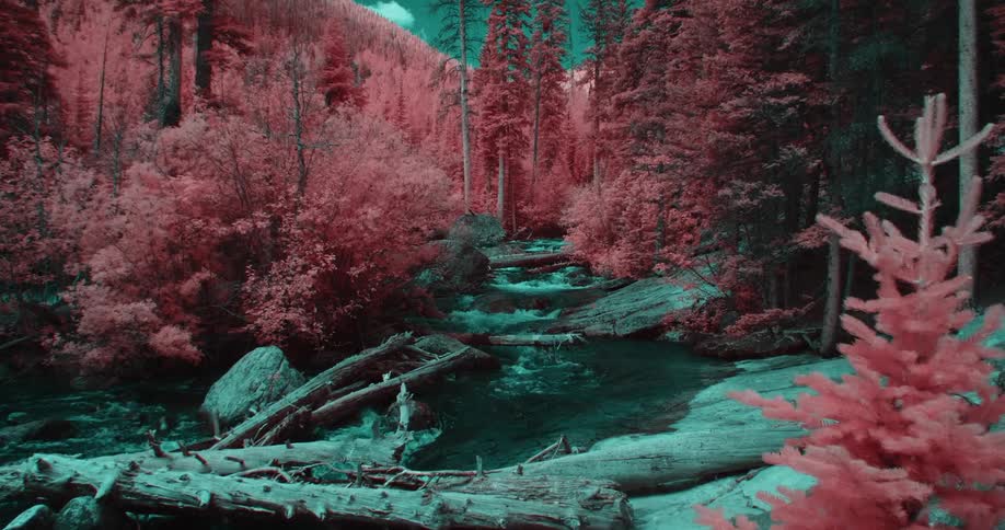 River flows through conifer forest tinted red