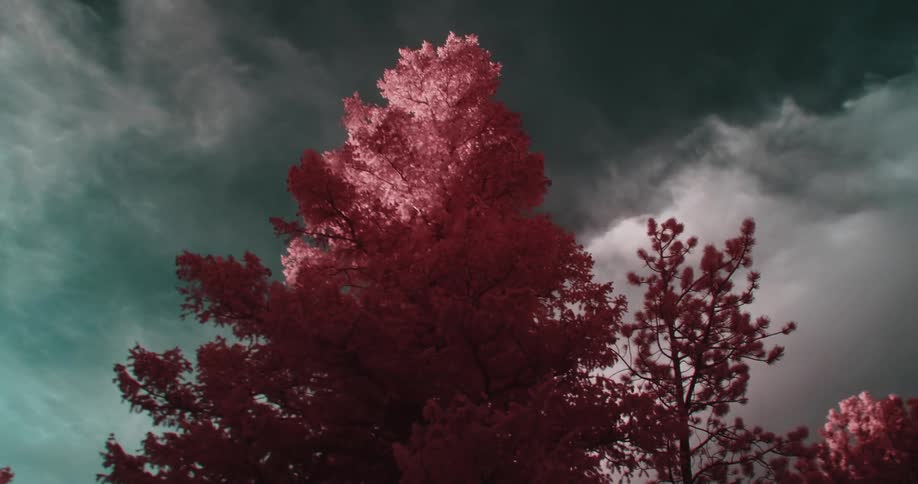 Pink toned trees contrast against dark clouds