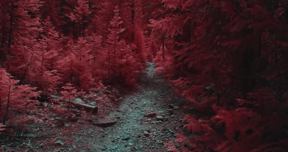 Filter tinted blue trail contrasts with red conifer forest