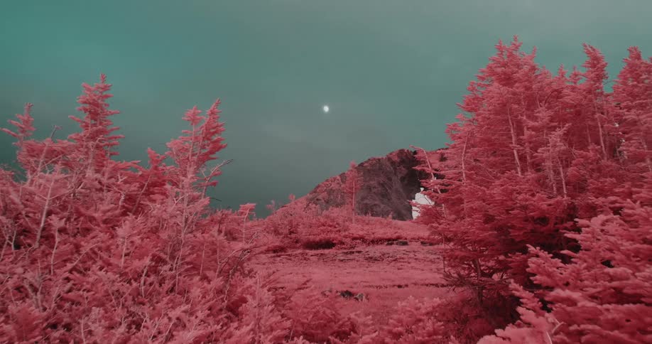 Red tints field and conifer forest near mountain under an overcast sky