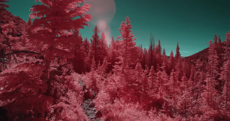 Sunlight glares onto red filter tinted conifer forest and sky