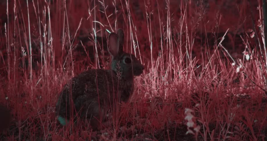 Red tints chewing rabbit and grassland