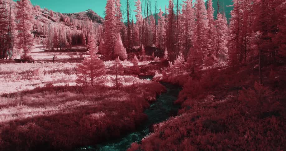 The small stream runs through the woods