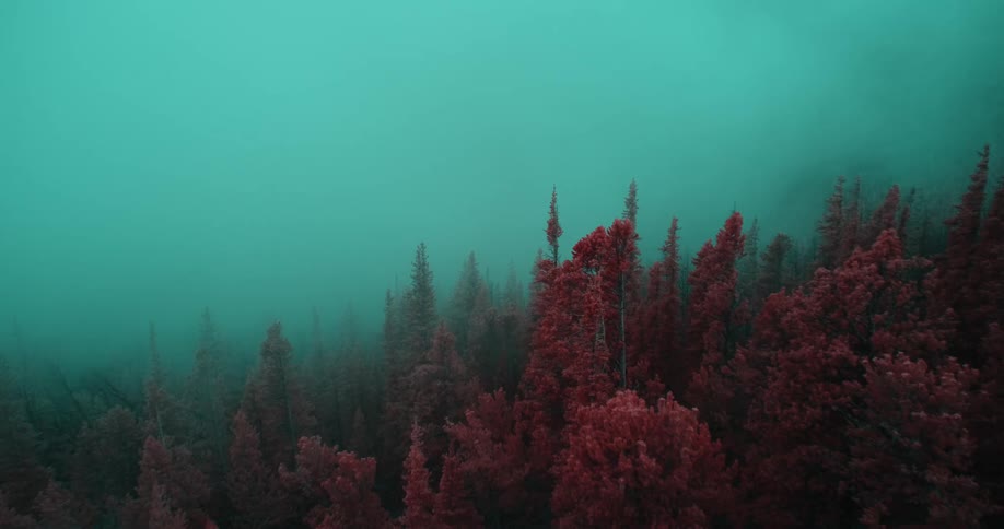The fog slowly rolls over the forest
