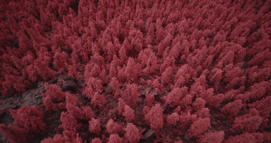 Red filter tints trees in conifer forest