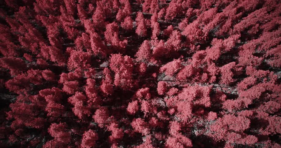 Conifer forest with red tinted foliage stretches across land