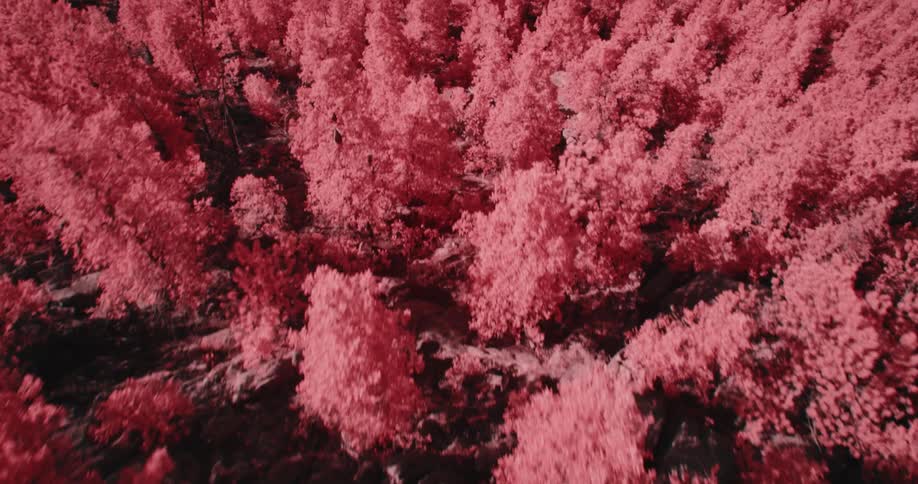 The trees in the forest are pink