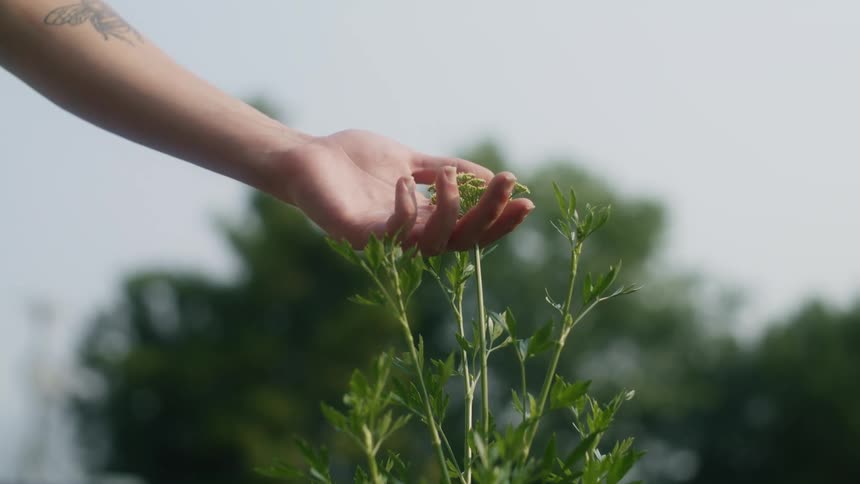 A person touches the plant