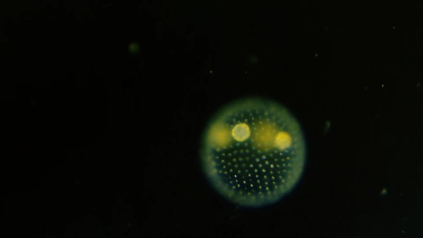 A natural organic cell floats in water under a microscope